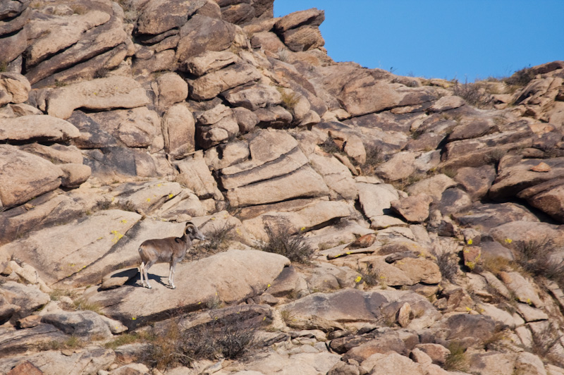 Argali